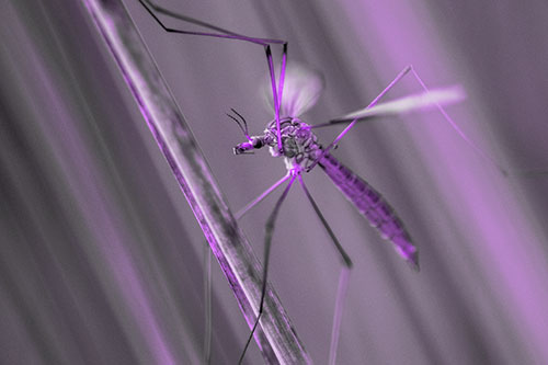 Crane Fly Clinging Ahold To Grass Blade (Purple Tone)