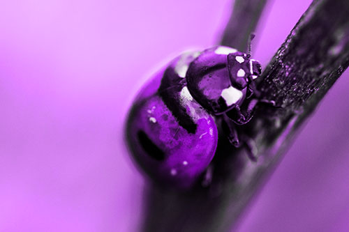 Crawling Ladybug Climbing Up Plant Stem (Purple Tone Photo)