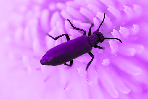 Crawling Oedemera Beetle Searching Atop Dandelion (Purple Tone)
