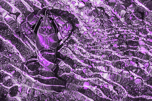 Crayfish Holds Onto Riverbed Floor Among Rippling Water (Purple Tone Photo)