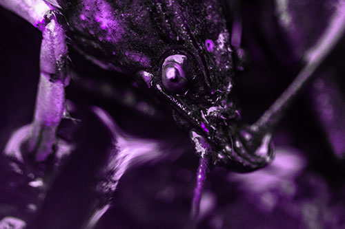 Crayfish Standing Above Flowing Water (Purple Tone Photo)