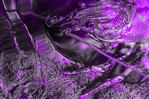 Crayfish Swims Against Rippling Water (Purple Tone Photo)