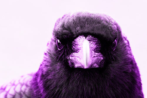 Creepy Close Eye Contact With A Crow (Purple Tone Photo)