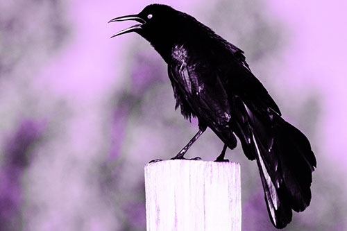 Croaking Great Tailed Grackle Perched Atop Wooden Post (Purple Tone)