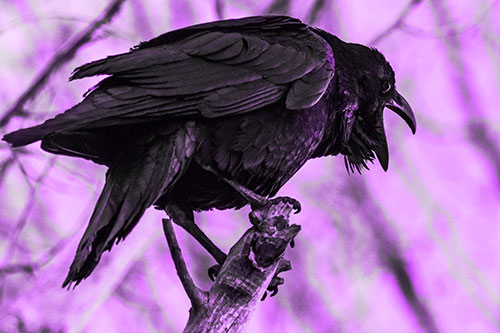 Croaking Raven Perched Atop Broken Tree Branch (Purple Tone Photo)