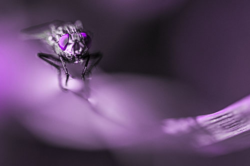 Crouching Cluster Fly Balances Among Grass Blade (Purple Tone)