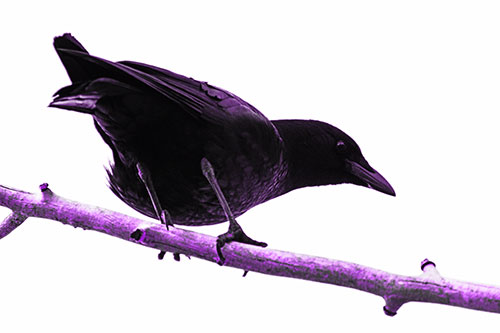 Crouching Crow Peeking Below Thick Tree Branch (Purple Tone Photo)