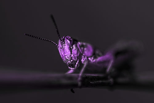 Crouching Grasshopper Gripping Onto Grass Blade (Purple Tone)