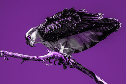 Crouching Osprey Hawk Looking Below Shredded Tree Branch (Purple Tone)