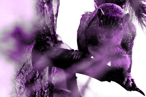 Crouching Squirrel Atop Jagged Broken Tree Branch (Purple Tone Photo)