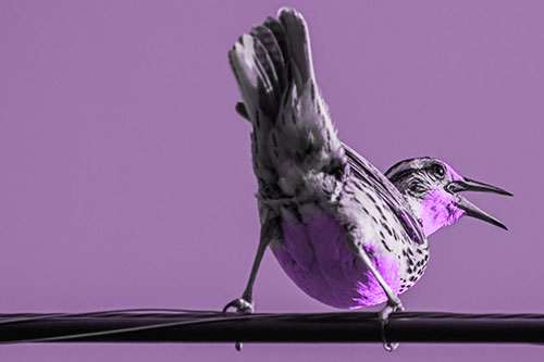 Crouching Western Meadowlark Singing Towards Sunlight (Purple Tone)
