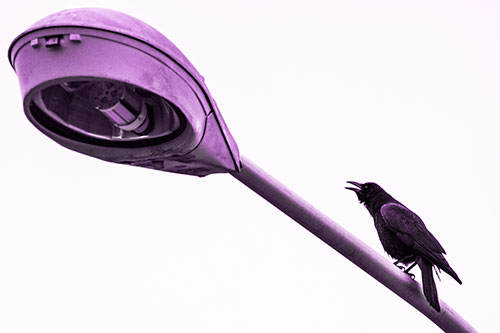 Crow Cawing Atop Sloping Light Pole (Purple Tone Photo)