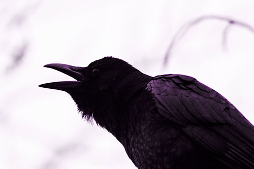 Crow Cawing Into Fog Filled Sky (Purple Tone Photo)