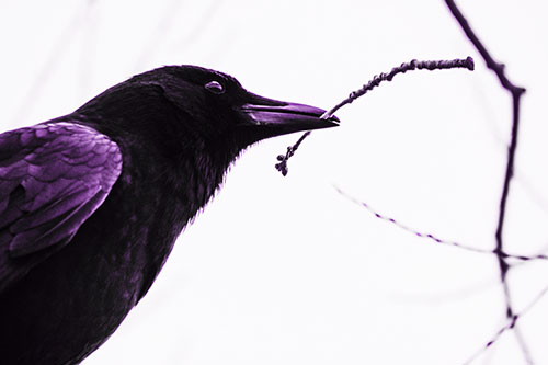 Crow Clasping Stick Among Tree Branches (Purple Tone Photo)