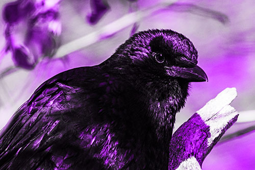 Crow Enjoys Sunshine Atop Broken Tree Branch (Purple Tone Photo)