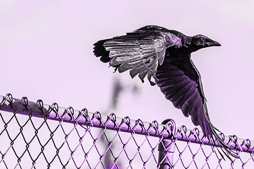 Crow Flying Over Chain Link Fence (Purple Tone)