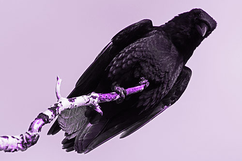 Crow Glancing Downward Atop Decaying Tree Branch (Purple Tone Photo)