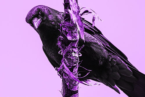 Crow Glaring Downward Atop Peeling Tree Branch (Purple Tone Photo)