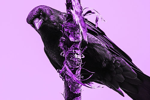 Crow Glaring Downward Atop Peeling Tree Branch (Purple Tone)