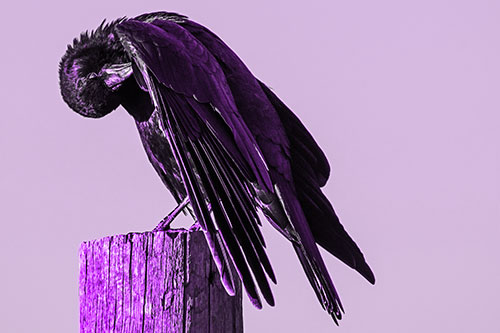 Crow Grooming Wing Atop Wooden Post (Purple Tone Photo)