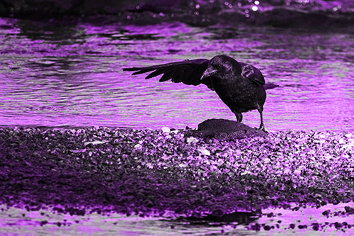 Crow Pointing Upstream Using Wing (Purple Tone Photo)