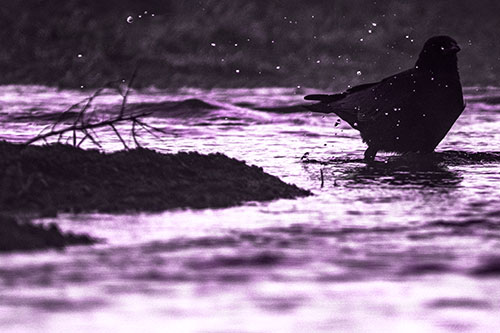 Crow Splashing River Water (Purple Tone Photo)