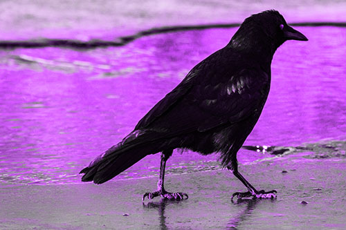 Crow Walking Along Frozen River Ice (Purple Tone)