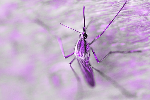 Culex Pipien Mosquito Resting Vertically (Purple Tone Photo)