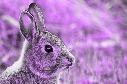 Curious Bunny Rabbit Looking Sideways (Purple Tone Photo)