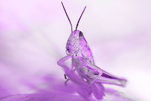Curious Crouching Grasshopper Perched Atop Leaf Petal (Purple Tone)