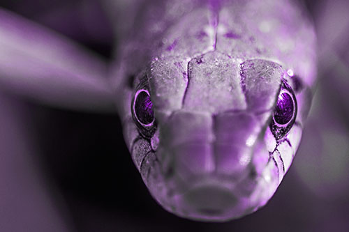 Curious Garter Snake Makes Direct Eye Contact (Purple Tone Photo)
