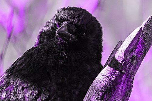 Curious Head Tilting Crow Perched Among Tree Branch (Purple Tone Photo)