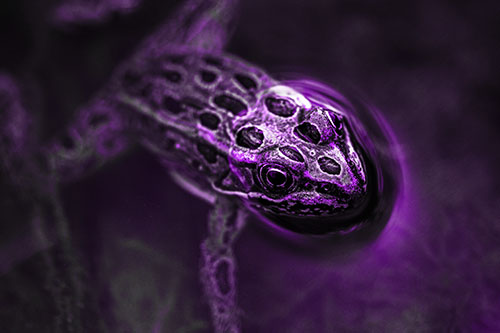 Curious Leopard Frog Peeking Head Above Water (Purple Tone)