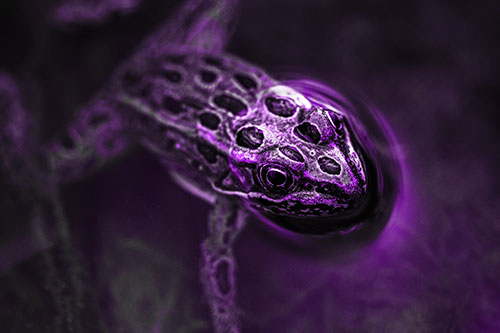 Curious Leopard Frog Peeking Head Above Water (Purple Tone Photo)