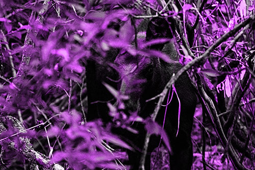 Curious Moose Looking Around (Purple Tone Photo)