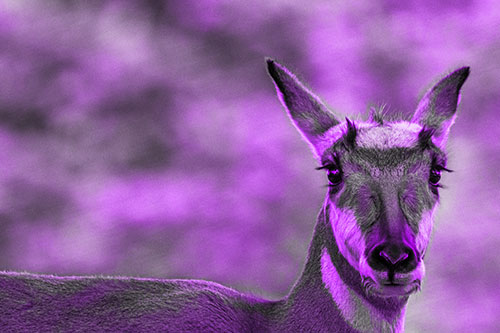 Curious Pronghorn Staring Across Roadway (Purple Tone Photo)