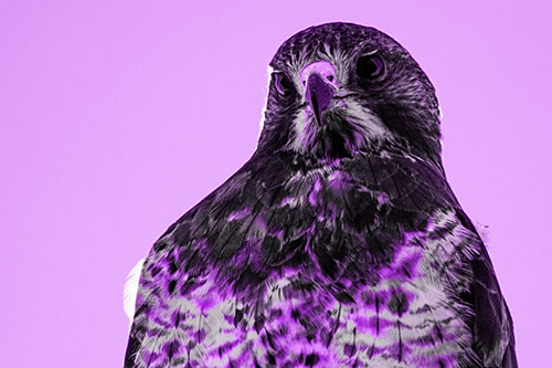 Curious Rough Legged Hawk Eying Intruder Below (Purple Tone)