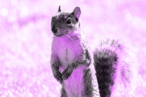 Curious Squirrel Standing On Hind Legs (Purple Tone Photo)