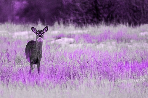 Curious White Tailed Deer Watching Among Snowy Field (Purple Tone Photo)