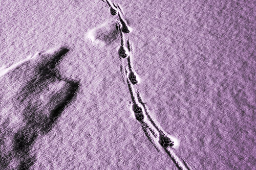 Curving Animal Footprint Trail Dragging Along Snow (Purple Tone Photo)