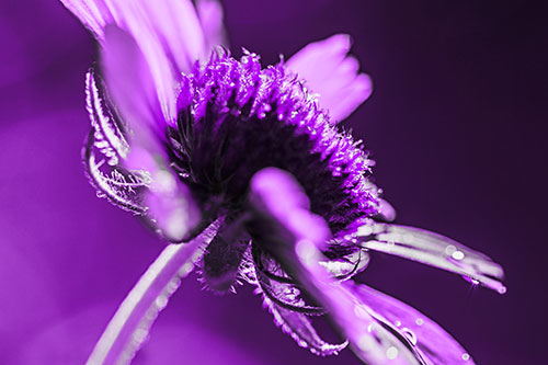 Damp Coneflower Blossoming Towards Sunlight (Purple Tone Photo)