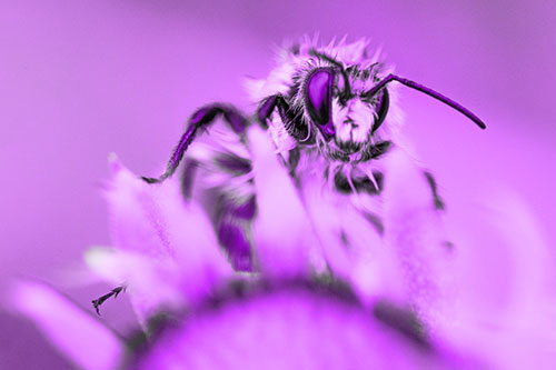 Damp Honey Bee Crawling Over Blanket Flower (Purple Tone)
