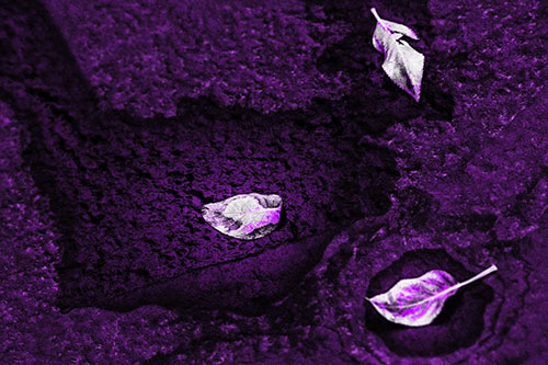 Damp Leaf Face Rests Atop Wet Desiccating Pavement (Purple Tone)