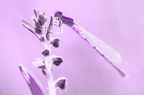 Damselfly Clings Ahold Plant Top (Purple Tone)