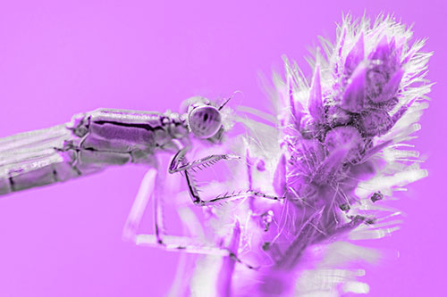 Damselfly Perched Among Fuzzy Plant (Purple Tone)