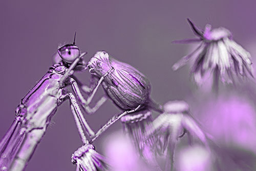 Damselfly Rubbing Eye Among Horseweeds (Purple Tone)