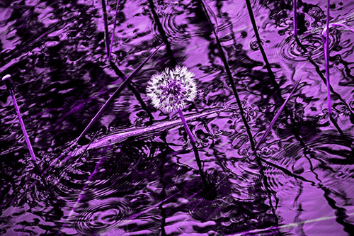Dandelion Standing Tall During Flash Flood (Purple Tone Photo)