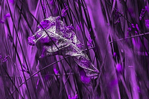 Dead Decayed Leaf Rots Among Reed Grass (Purple Tone Photo)