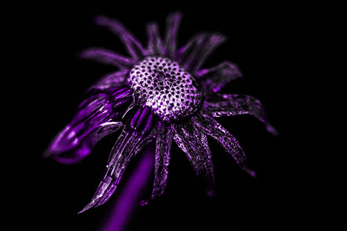 Dead Dewy Rotting Salsify Flower (Purple Tone Photo)