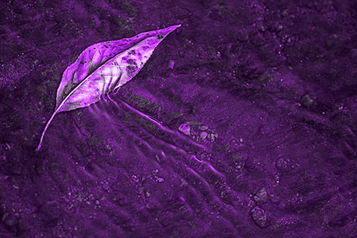 Dead Floating Leaf Creates Shallow Water Ripples (Purple Tone Photo)